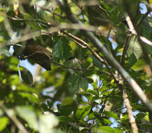 Image of Flycatcher-shrike