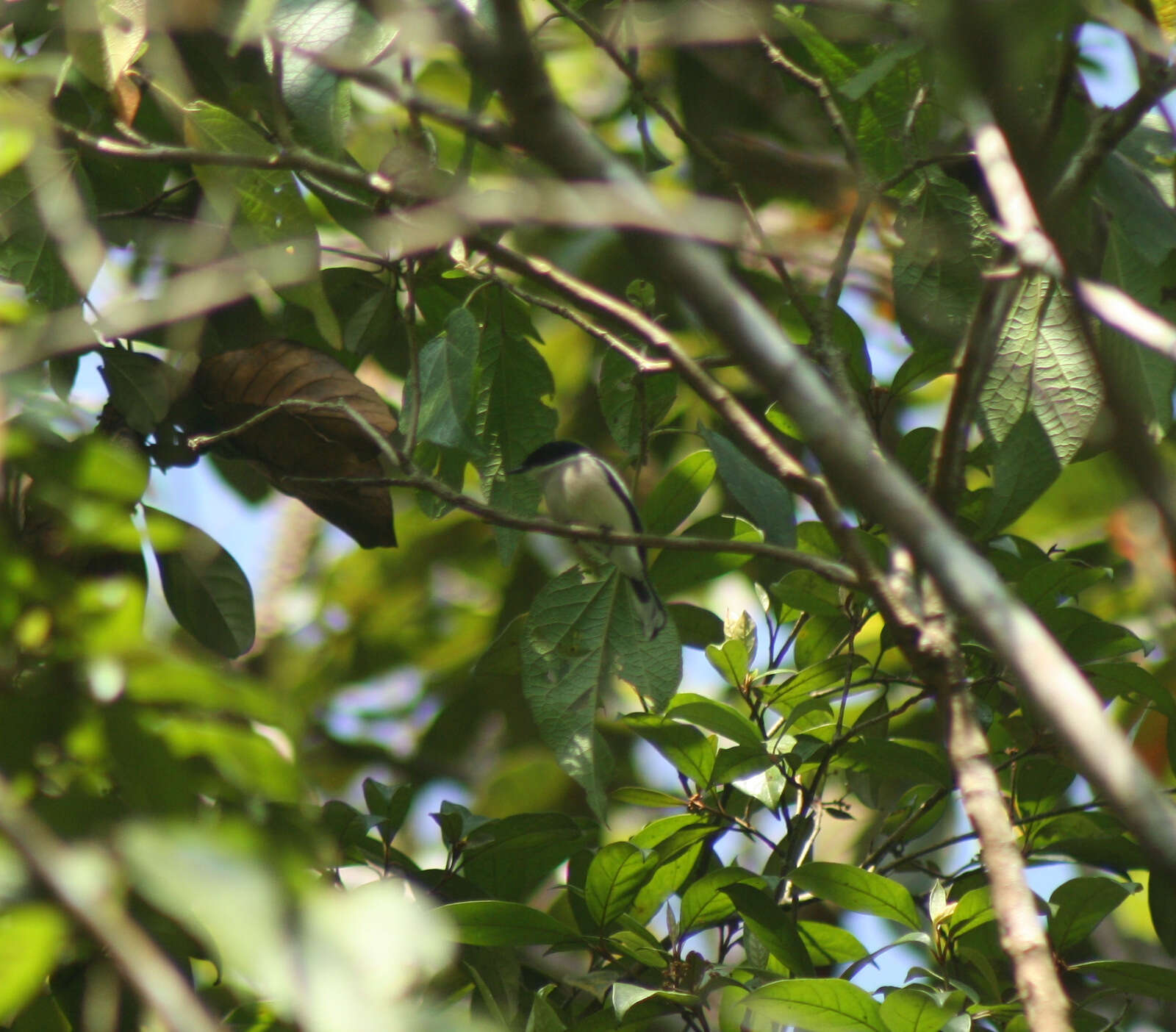 Image of Flycatcher-shrike