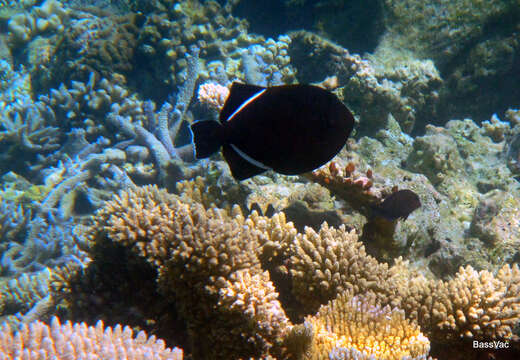 Image of Indian triggerfish