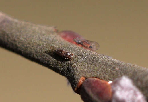 Image of goat willow