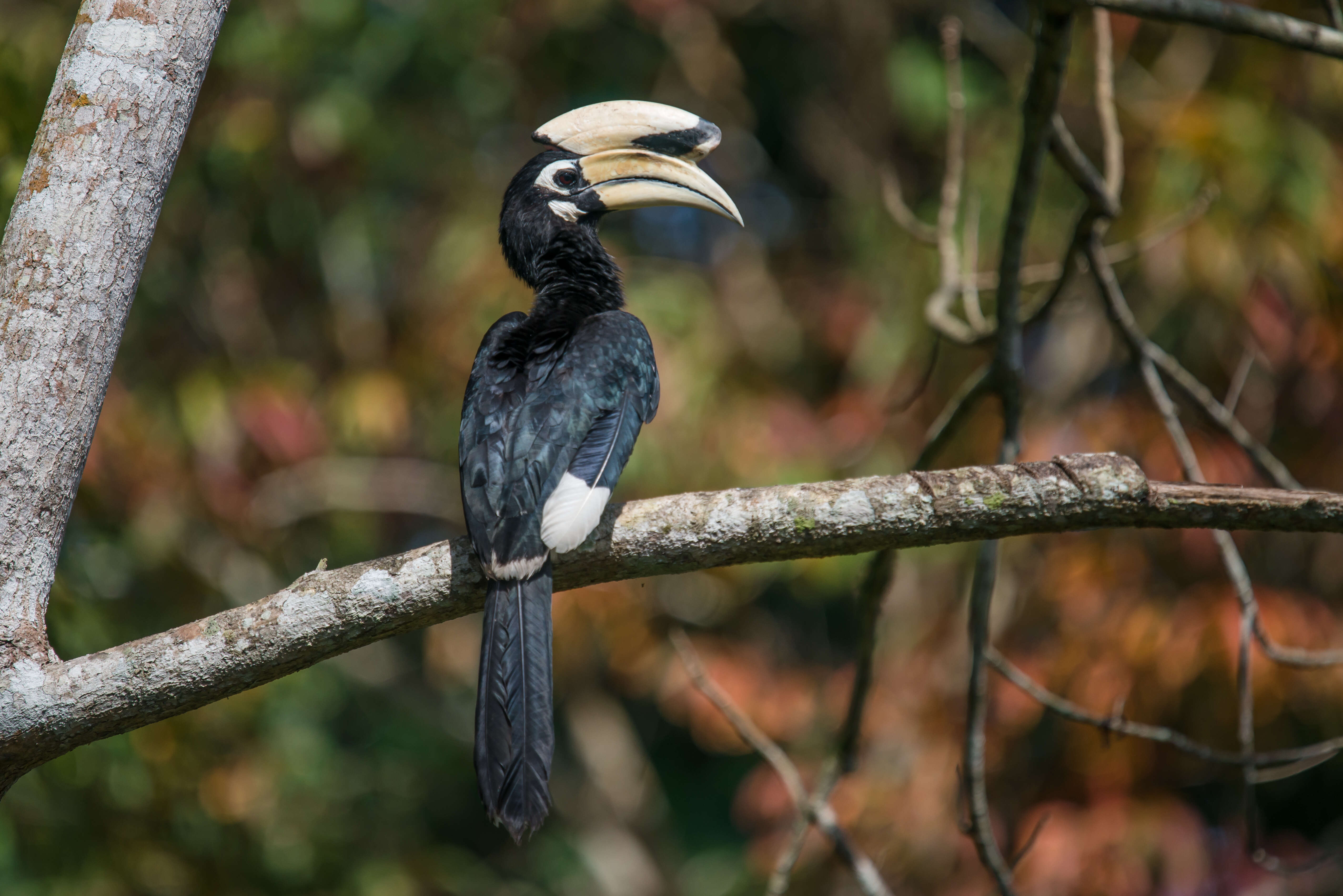 Image of Oriental Pied Hornbill