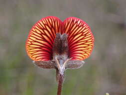 Image de Isotropis cuneifolia (Sm.) B. D. Jacks.