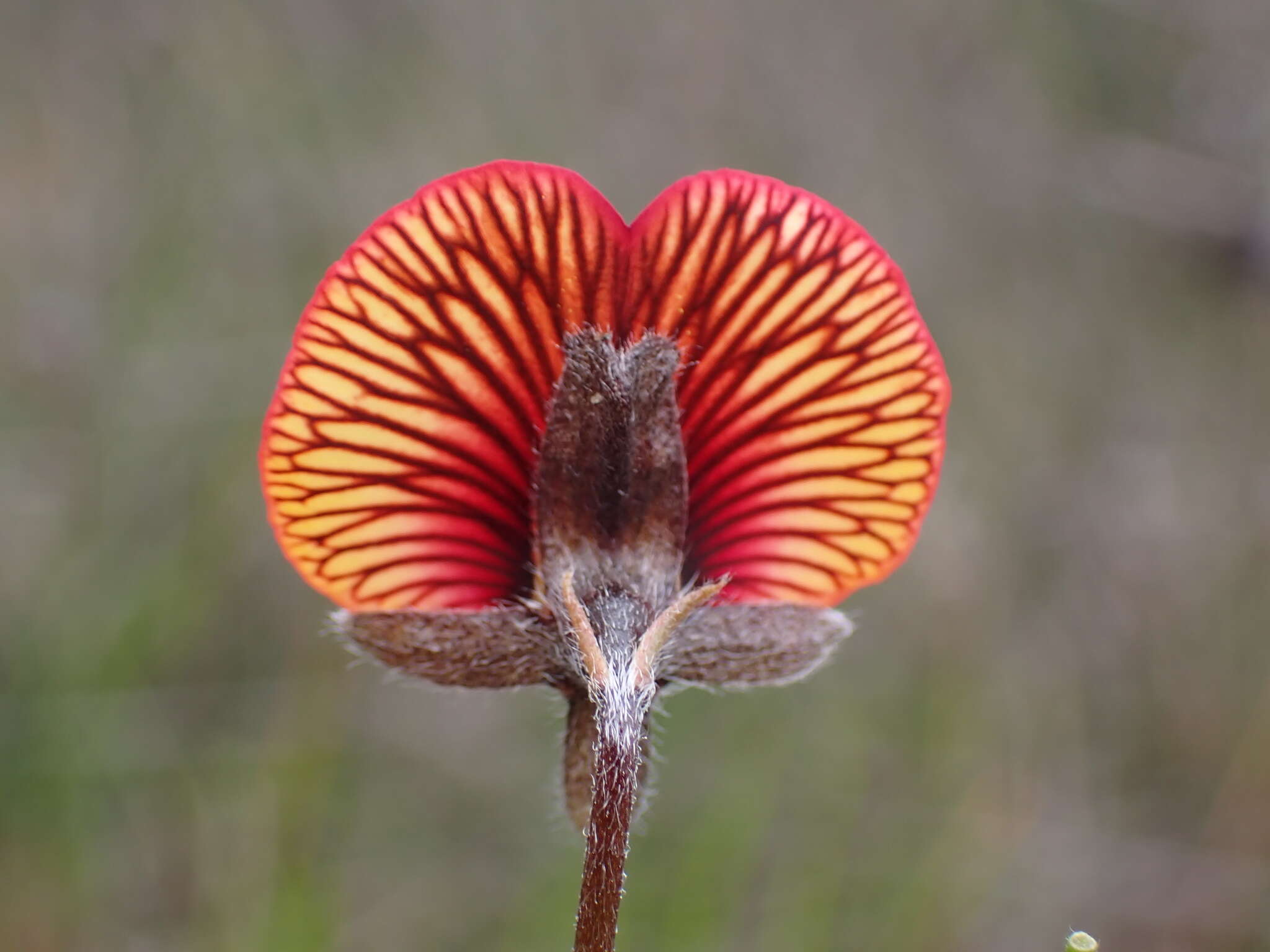 Слика од Isotropis cuneifolia (Sm.) B. D. Jacks.