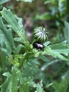 Image of Chrysolina (Chalcoidea) marginata (Linnaeus 1758)