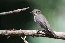 Image of Asian Brown Flycatcher