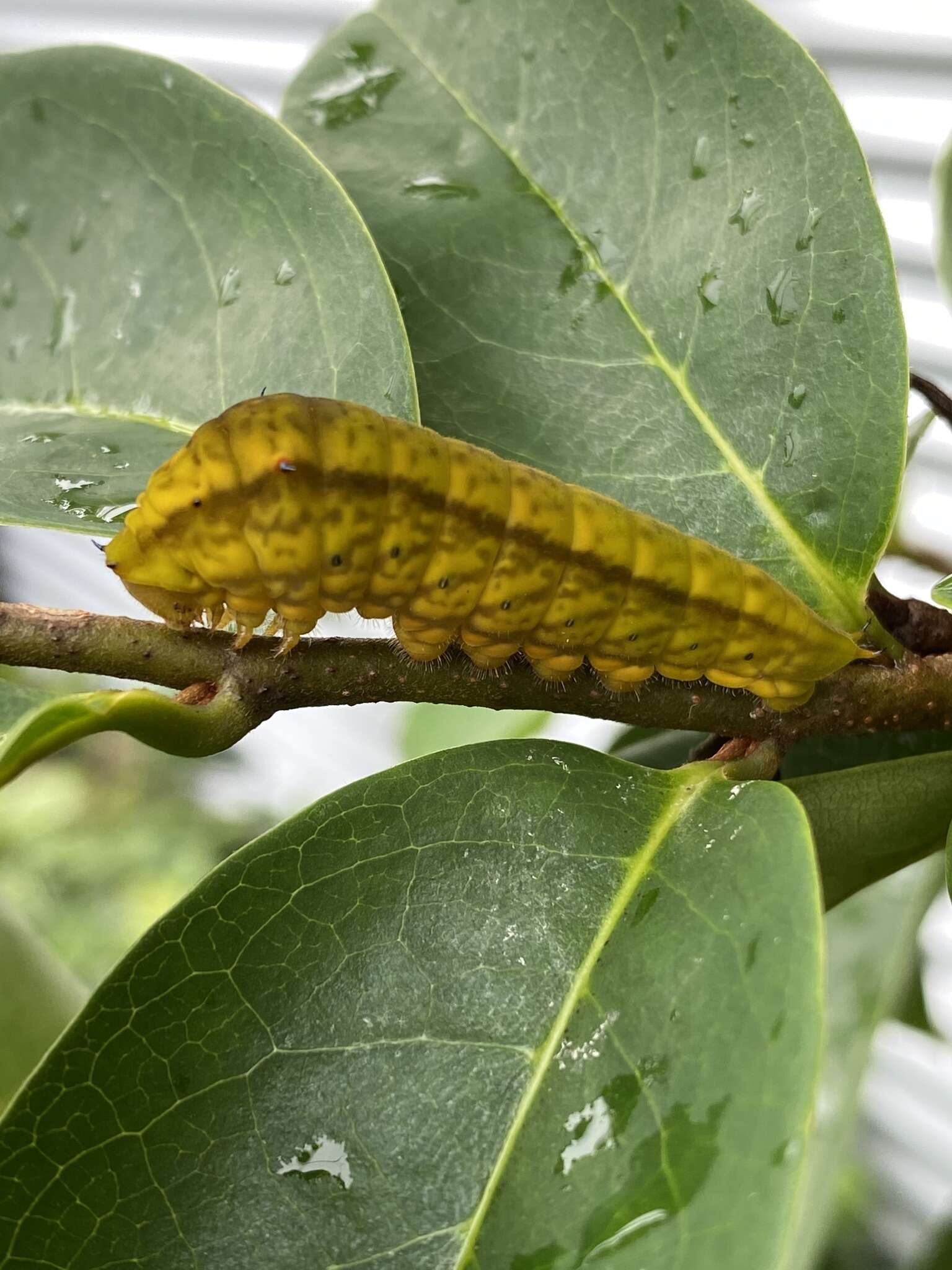 Image of Graphium macfarlanei (Butler 1877)