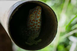 صورة Gekko gecko (Linnaeus 1758)