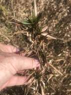 Image of Woolly Rosette Grass