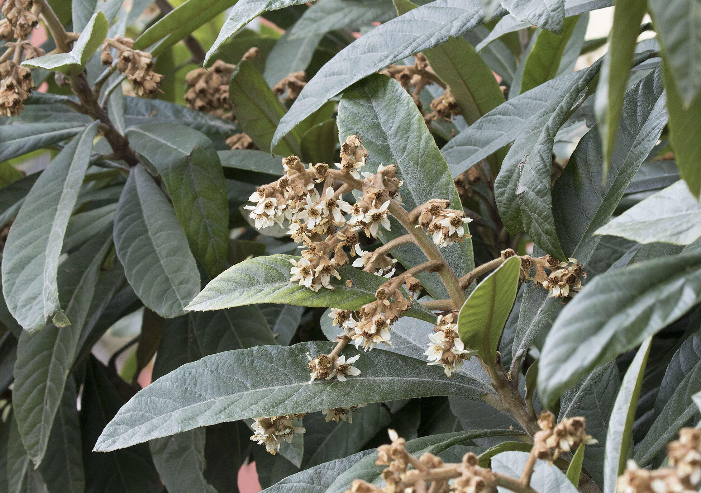 Image of loquat