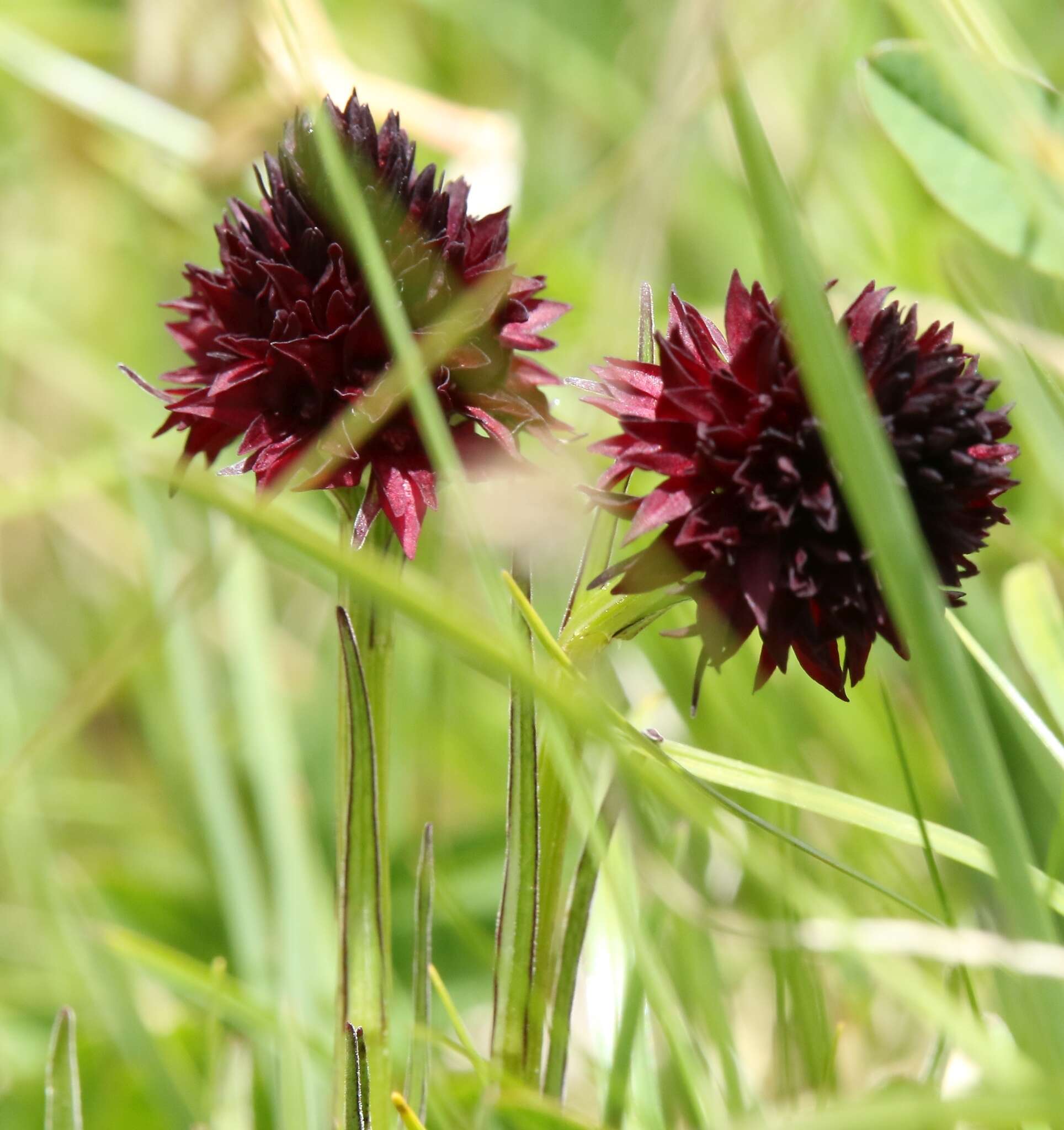 Image of Gymnadenia austriaca var. austriaca