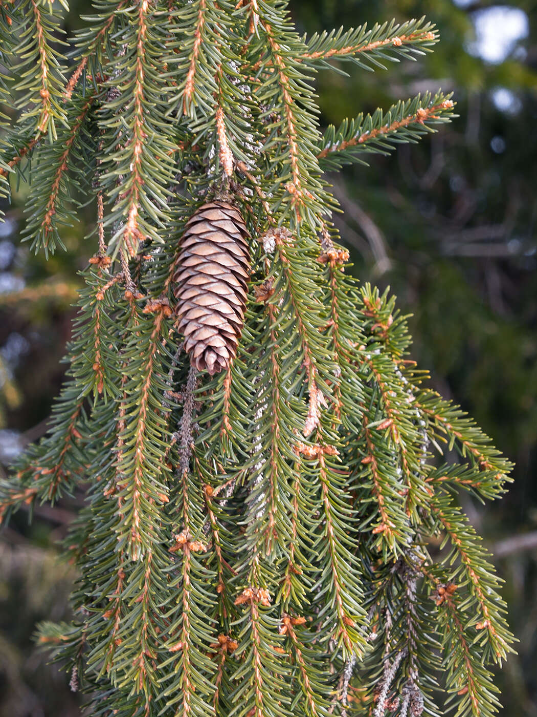 Imagem de Picea fennica (Regel) Kom.