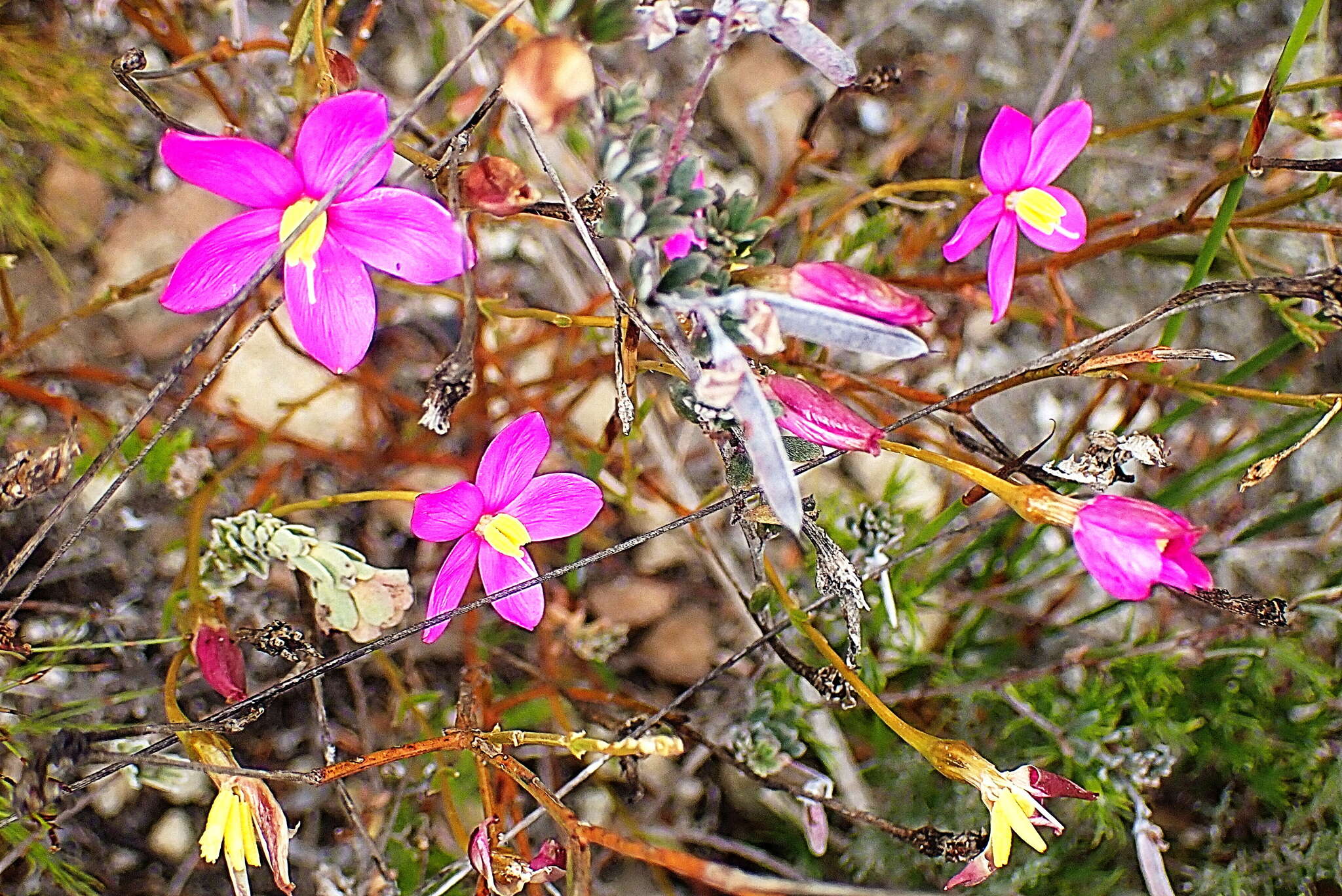 صورة Chironia tetragona L. fil.