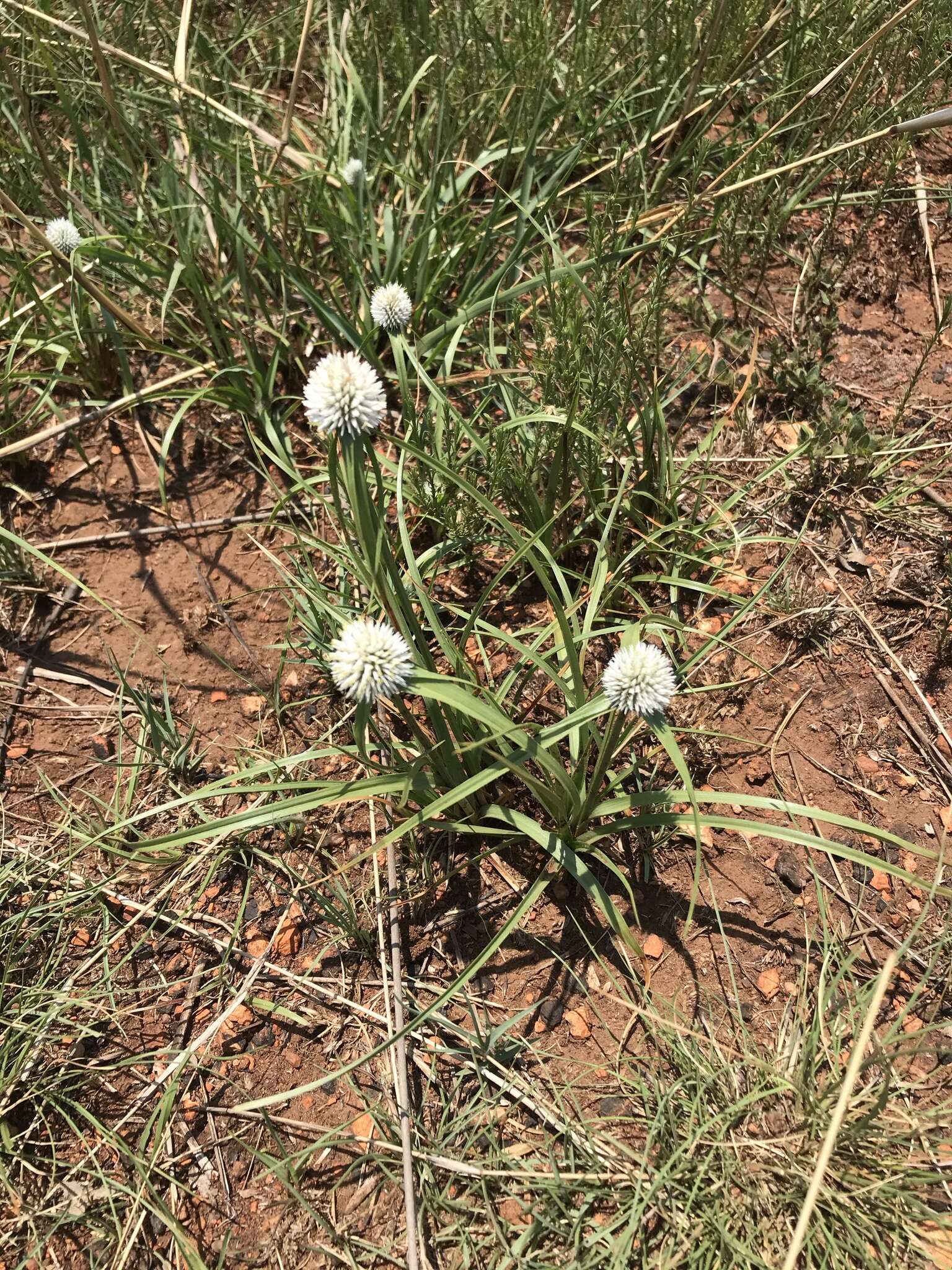 Image of Cyperus alatus subsp. albus (Nees) Lye