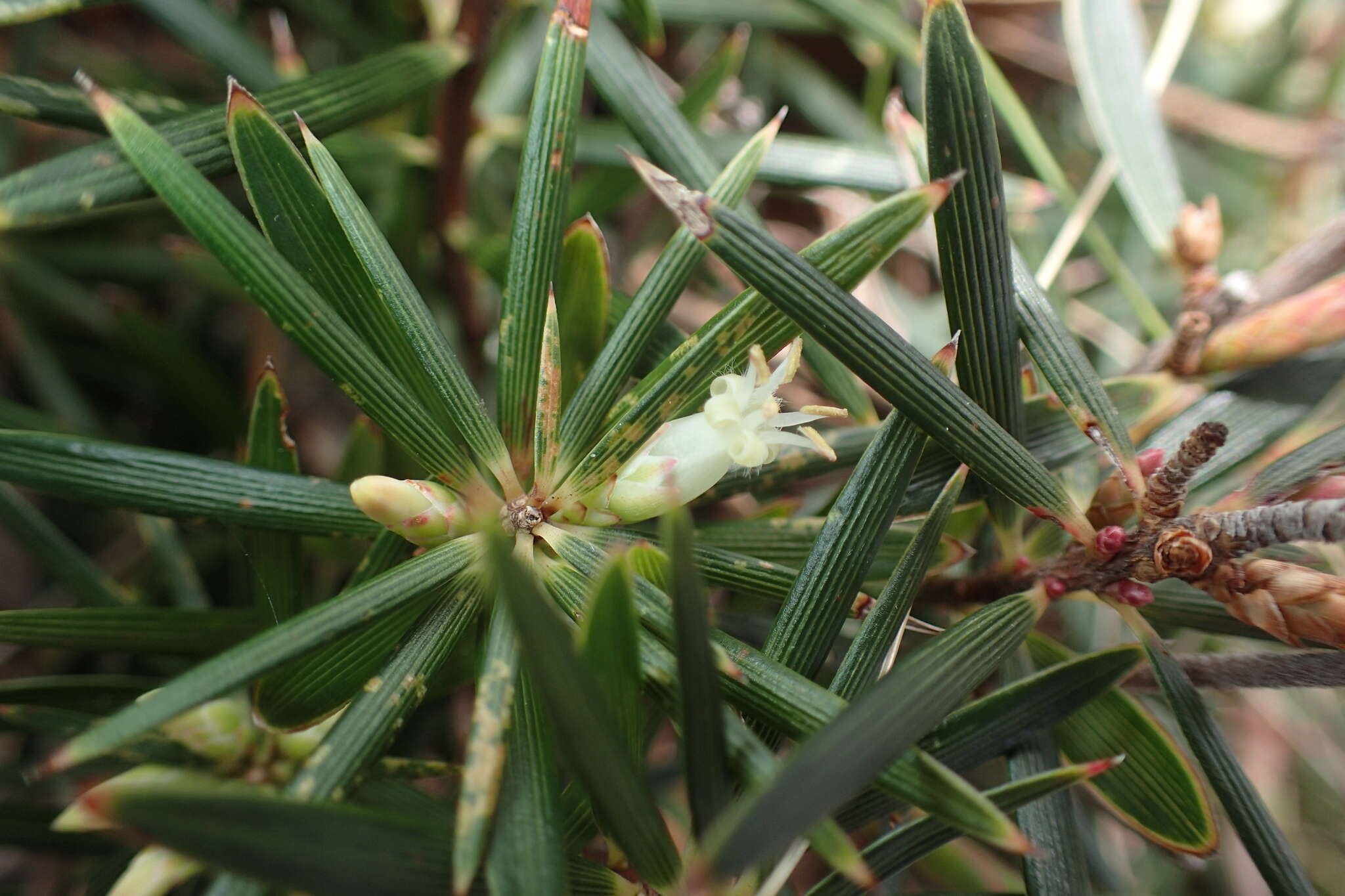 Слика од Cyathodes glauca Labill.