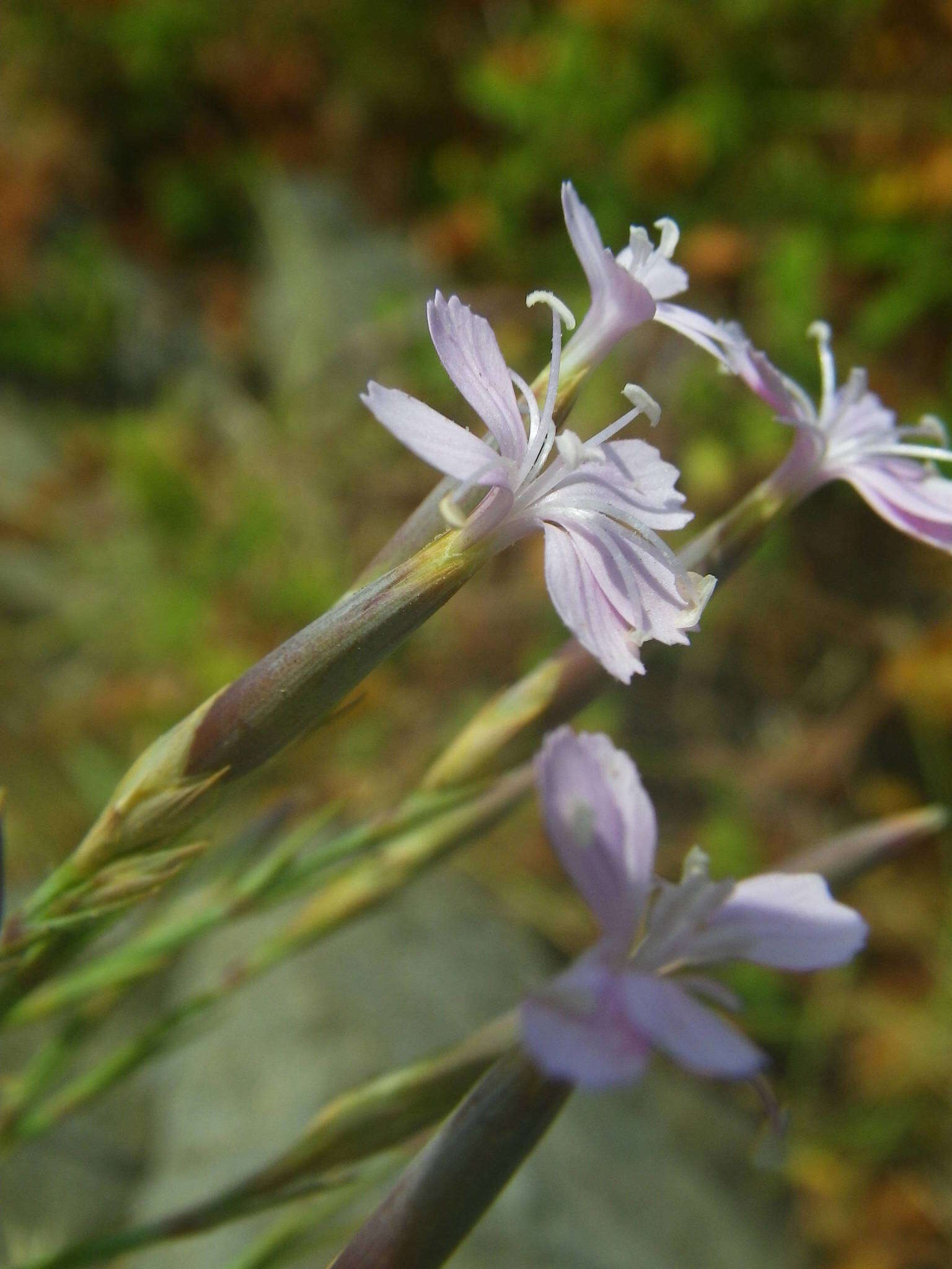 Image of Dianthus pyrenaicus Pourret