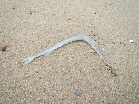 Image of Banded needlefish