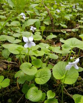 Plancia ëd Viola palustris L.