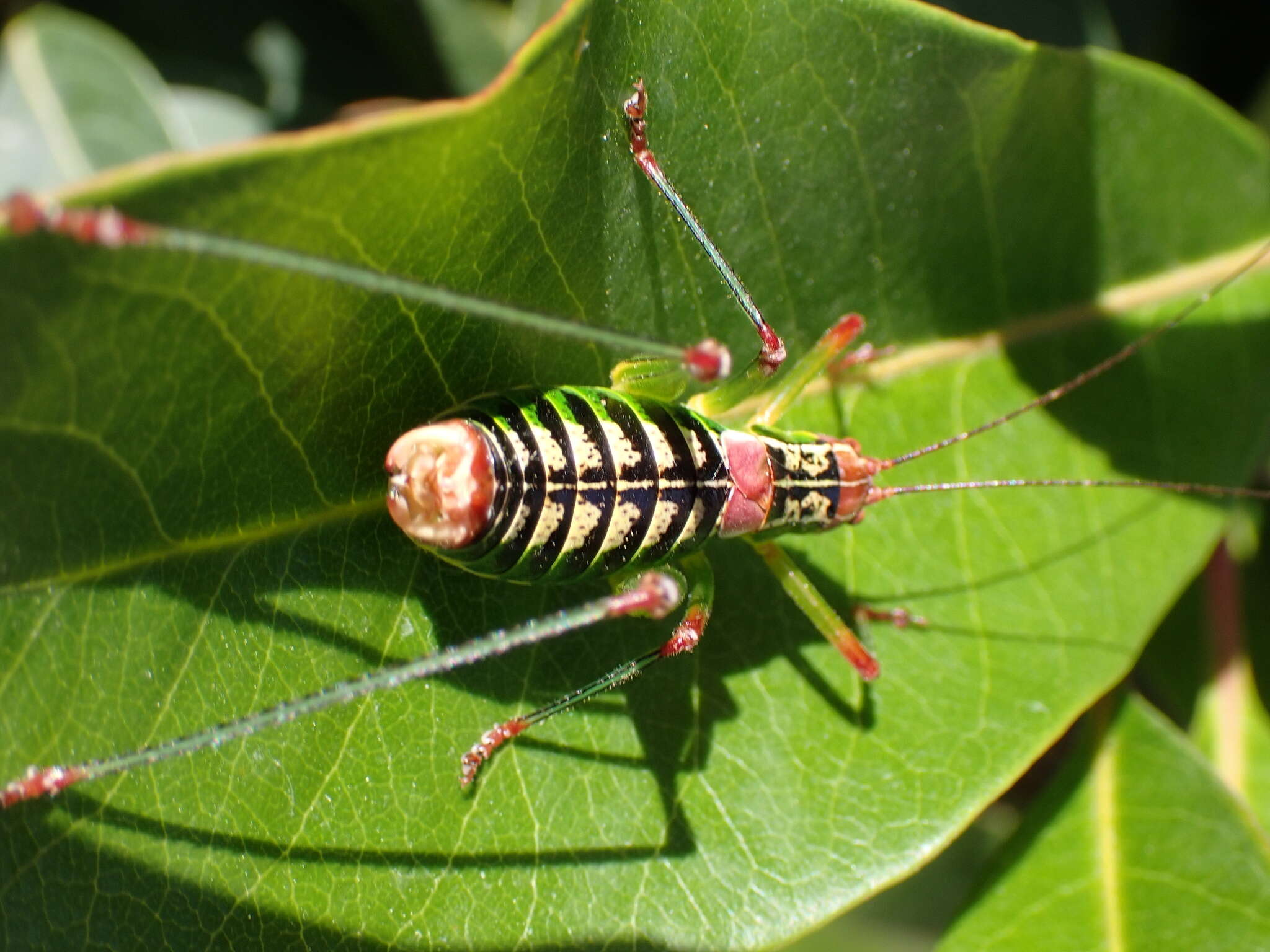 Metaplastes ornatus (Ramme 1931) resmi