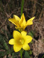 Image of Romulea elliptica M. P. de Vos