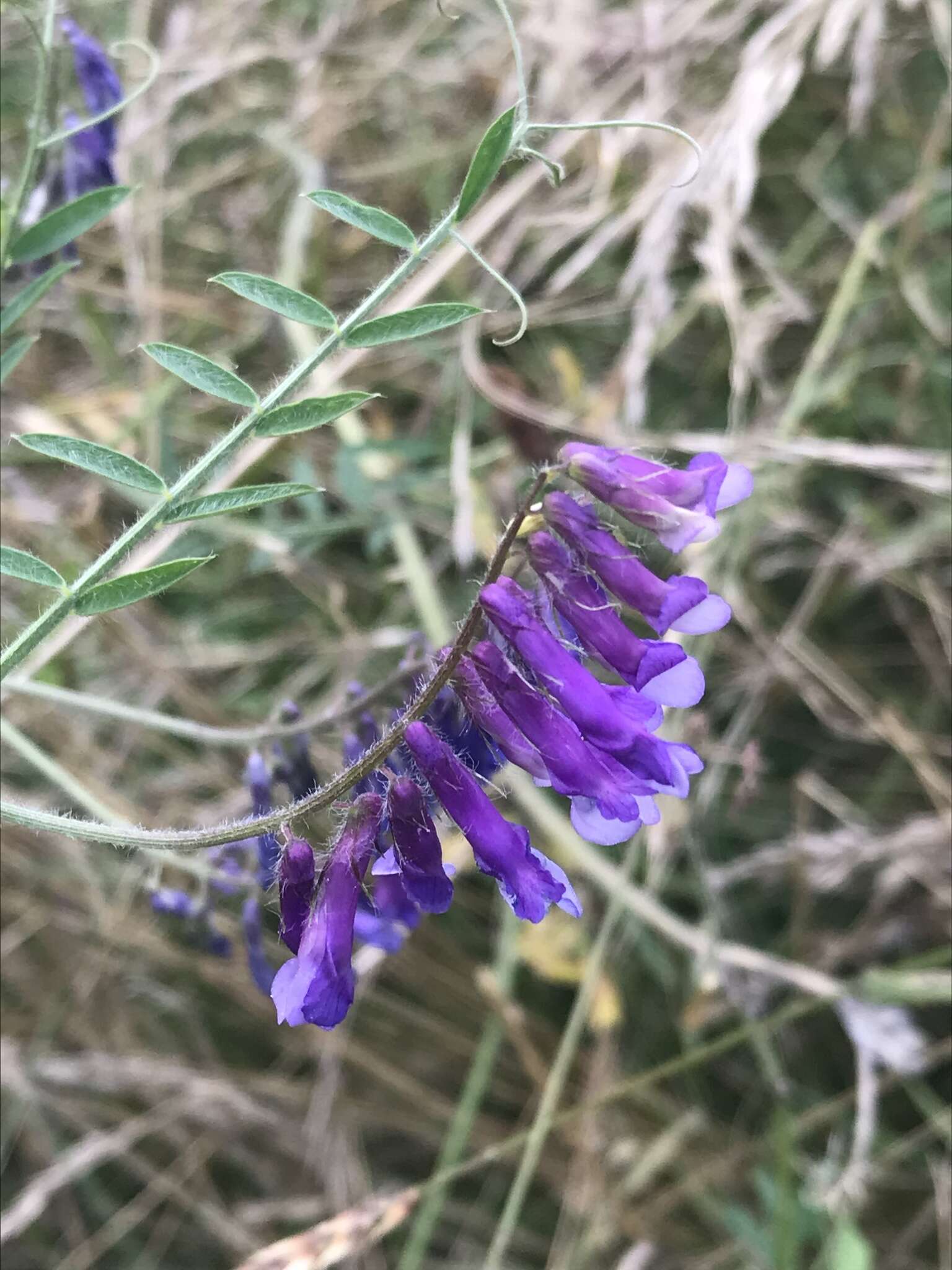 Image of winter vetch