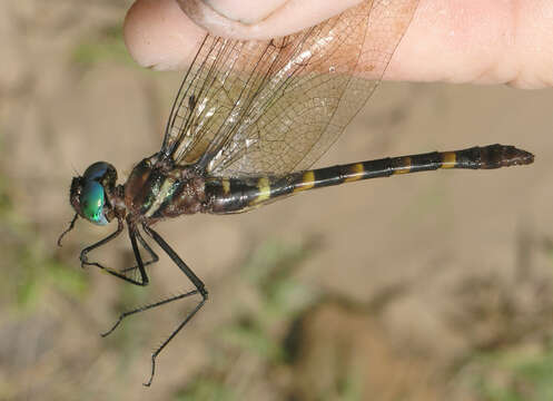 Image of Macromia cincta Rambur 1842