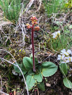 Image of Mountain Pseudosaxifrage