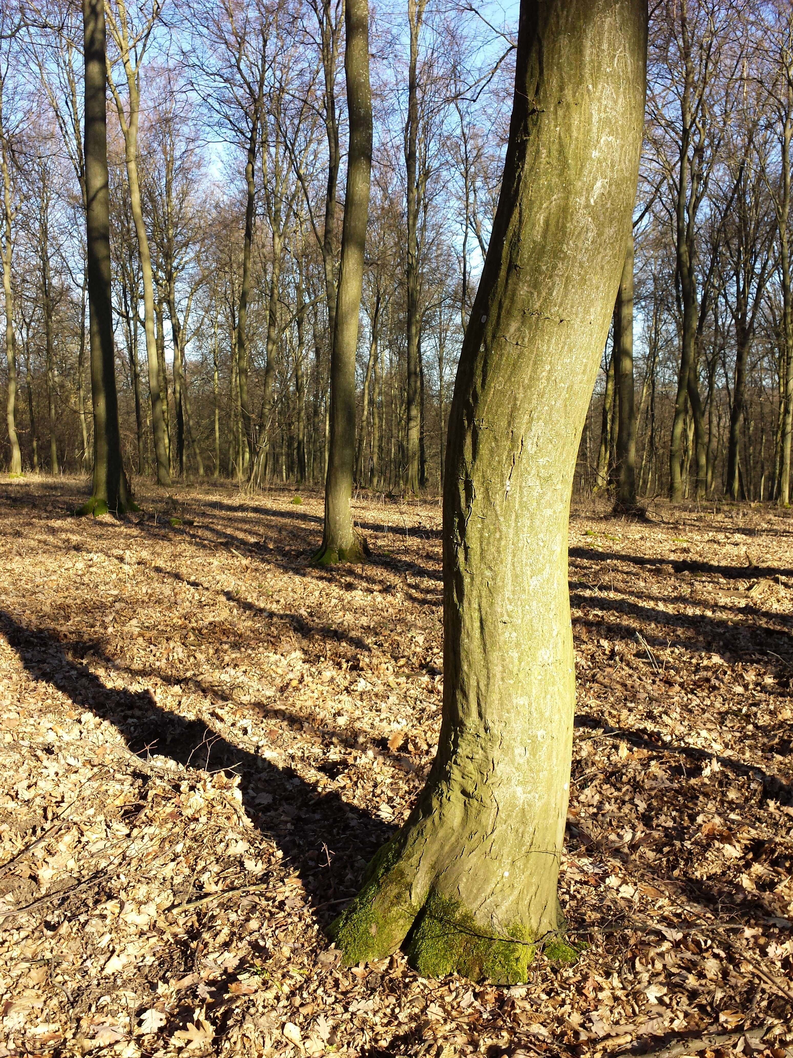 Image of European hornbeam