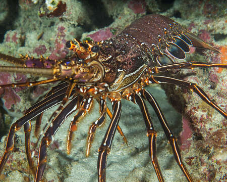 Image de Langouste Diablotin