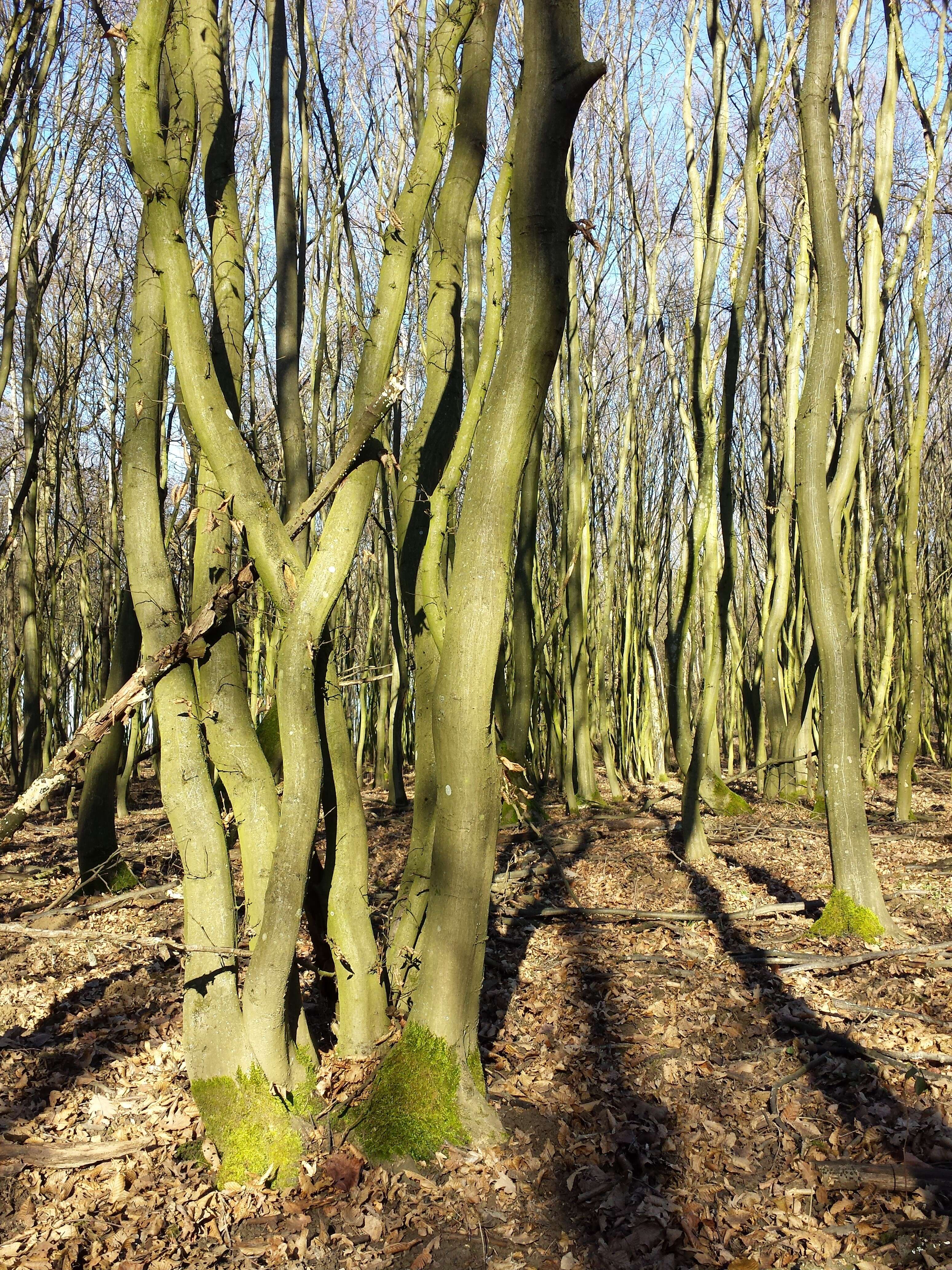 Image of European hornbeam