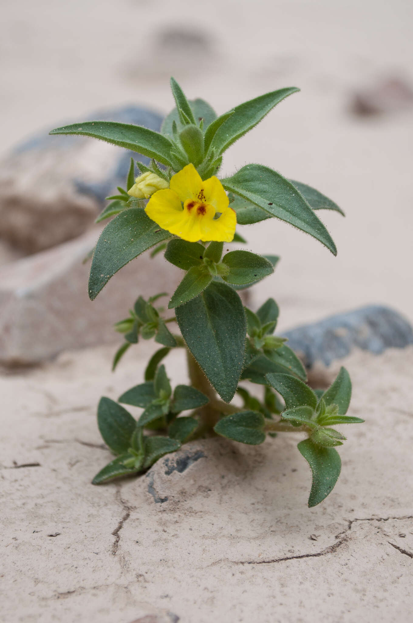 Image of golden desert-snapdragon