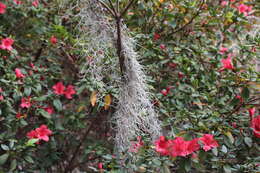 Sivun Tillandsia usneoides (L.) L. kuva