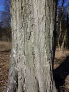 Image of European hornbeam