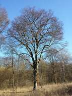 Image of European hornbeam