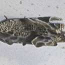 Image of Musothyma cyanastis Meyrick 1897