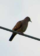 Image of Common Ground Dove