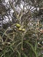 Image of Solanum croatii W. G. D' Arcy & R. C. Keating