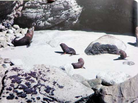 Image of Antipodean Fur Seal