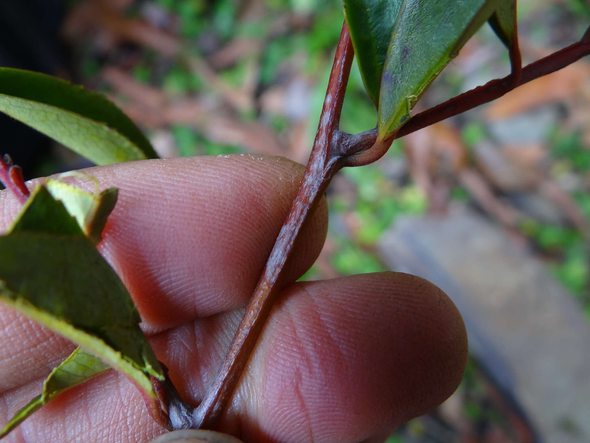 Image of Eurya gnaphalocarpa Hayata