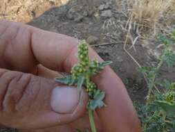 Image of flatspine bur ragweed