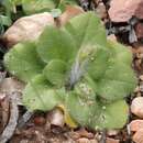 Image of Pelargonium ladysmithianum Knuth