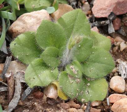 Image de Pelargonium ladysmithianum Knuth