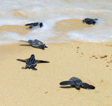 Image of Leatherback sea turtle