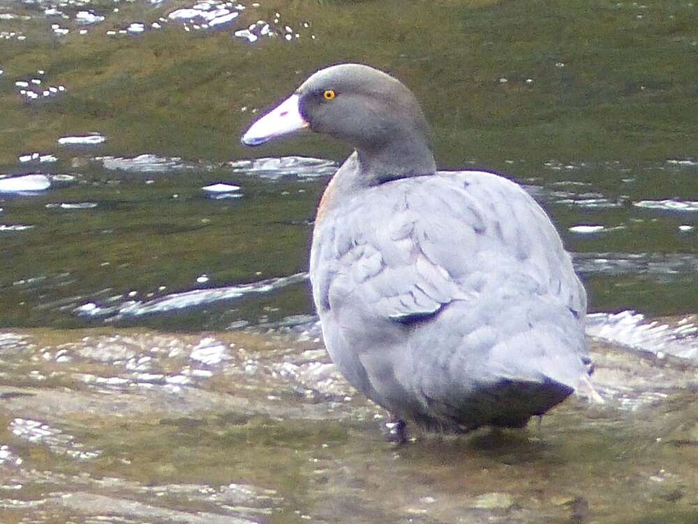 Image of Blue Duck