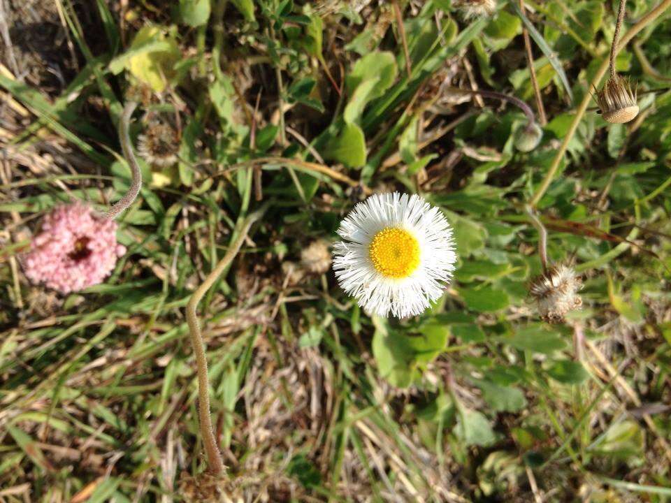 Image of Corpus Christi fleabane