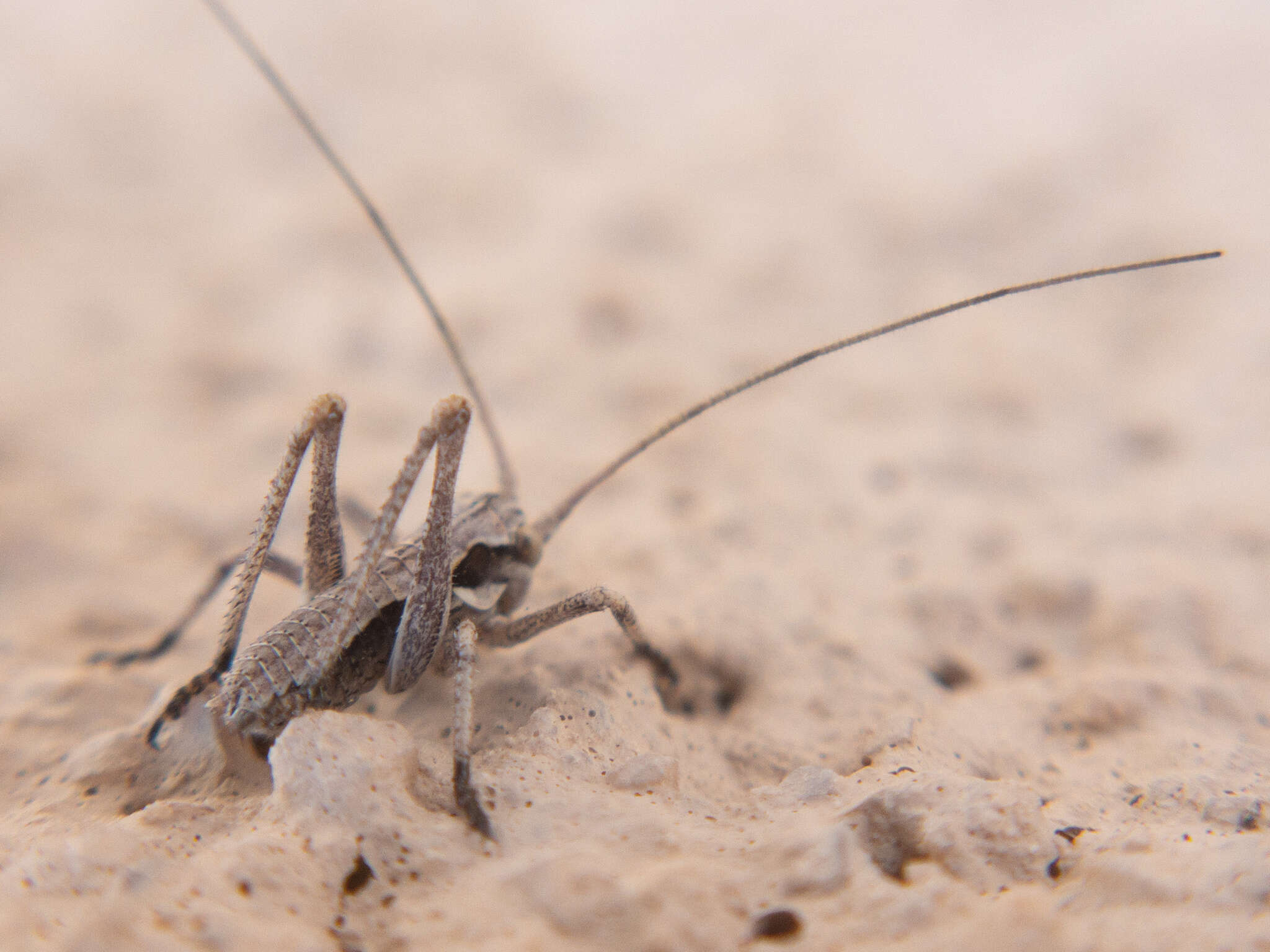 Sivun Capnobotes occidentalis (Thomas & C. 1872) kuva