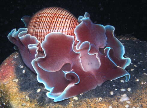 Imagem de Hydatina physis (Linnaeus 1758)