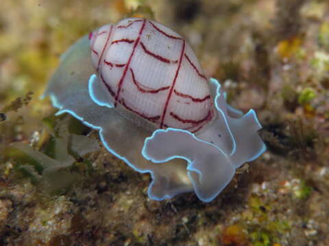 Image of lined bubble snail