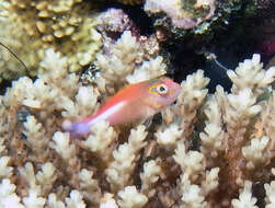 Image of Arc-eye Hawkfish