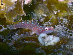 Image de Cochleoceps orientalis Hutchins 1991