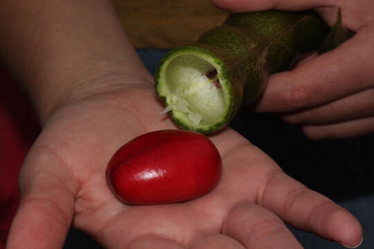 Imagem de Erythrina edulis Micheli